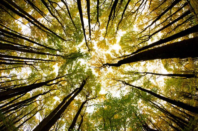 Nature de l&rsquo;homme, Nature de l&rsquo;innovation